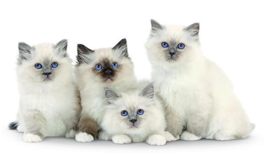 chatons