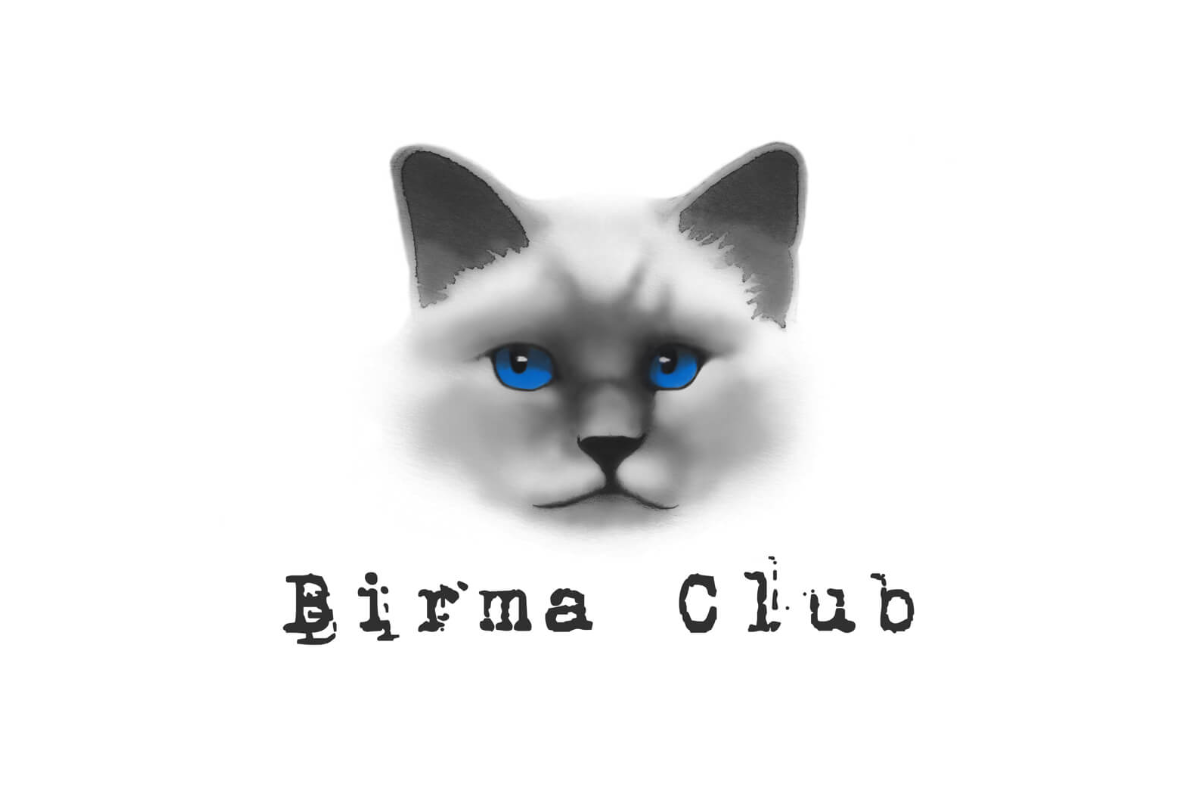 Birmaclub Decouvrer Les Couleurs Du Chat Sacre De Birmanie