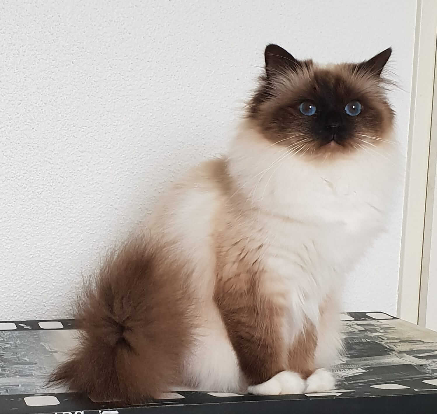 Sacred cat of store burma